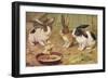 Three Domestic Rabbits Look Suspiciously at a Fluffy Yellow Chick-null-Framed Art Print