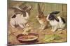 Three Domestic Rabbits Look Suspiciously at a Fluffy Yellow Chick-null-Mounted Art Print