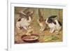 Three Domestic Rabbits Look Suspiciously at a Fluffy Yellow Chick-null-Framed Premium Giclee Print