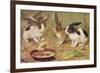 Three Domestic Rabbits Look Suspiciously at a Fluffy Yellow Chick-null-Framed Premium Giclee Print