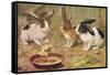 Three Domestic Rabbits Look Suspiciously at a Fluffy Yellow Chick-null-Framed Stretched Canvas