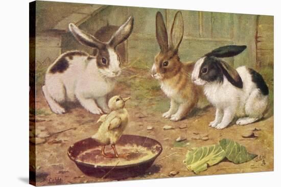 Three Domestic Rabbits Look Suspiciously at a Fluffy Yellow Chick-null-Stretched Canvas