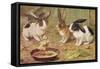 Three Domestic Rabbits Look Suspiciously at a Fluffy Yellow Chick-null-Framed Stretched Canvas