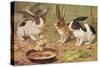 Three Domestic Rabbits Look Suspiciously at a Fluffy Yellow Chick-null-Stretched Canvas