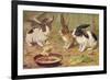 Three Domestic Rabbits Look Suspiciously at a Fluffy Yellow Chick-null-Framed Art Print