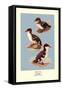 Three Downy Young Ducks-Allan Brooks-Framed Stretched Canvas