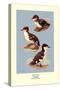 Three Downy Young Ducks-Allan Brooks-Stretched Canvas