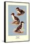 Three Downy Young Ducks-Allan Brooks-Framed Stretched Canvas