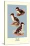 Three Downy Young Ducks-Allan Brooks-Stretched Canvas