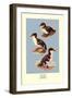 Three Downy Young Ducks-Allan Brooks-Framed Art Print