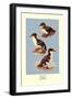 Three Downy Young Ducks-Allan Brooks-Framed Art Print