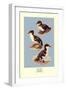 Three Downy Young Ducks-Allan Brooks-Framed Art Print