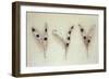 Three Dried Seedpods of Laburnum or Laburnum Anagyroides Tree-Den Reader-Framed Photographic Print