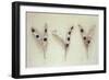 Three Dried Seedpods of Laburnum or Laburnum Anagyroides Tree-Den Reader-Framed Photographic Print