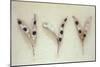 Three Dried Seedpods of Laburnum or Laburnum Anagyroides Tree-Den Reader-Mounted Photographic Print