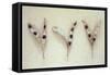 Three Dried Seedpods of Laburnum or Laburnum Anagyroides Tree-Den Reader-Framed Stretched Canvas