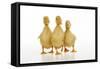 Three Ducklings Stood in a Row-null-Framed Stretched Canvas