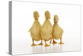 Three Ducklings Stood in a Row-null-Stretched Canvas