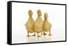 Three Ducklings Stood in a Row-null-Framed Stretched Canvas