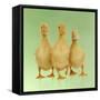 Three Ducklings Stood in a Row-null-Framed Stretched Canvas