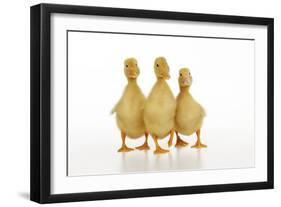 Three Ducklings Stood in a Row-null-Framed Photographic Print