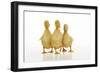 Three Ducklings Stood in a Row-null-Framed Photographic Print