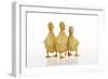 Three Ducklings Stood in a Row-null-Framed Photographic Print