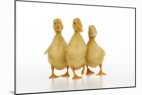 Three Ducklings Stood in a Row-null-Mounted Photographic Print