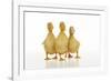 Three Ducklings Stood in a Row-null-Framed Photographic Print