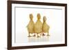 Three Ducklings Stood in a Row-null-Framed Photographic Print