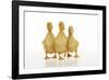 Three Ducklings Stood in a Row-null-Framed Photographic Print