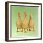 Three Ducklings Stood in a Row-null-Framed Photographic Print