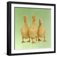 Three Ducklings Stood in a Row-null-Framed Photographic Print