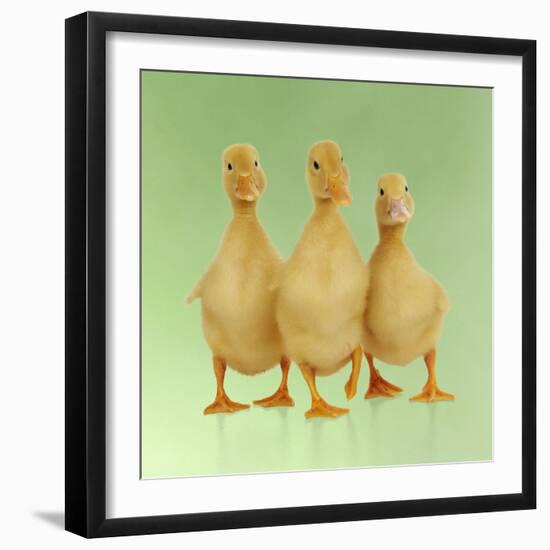Three Ducklings Stood in a Row-null-Framed Photographic Print