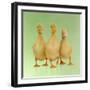 Three Ducklings Stood in a Row-null-Framed Photographic Print