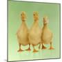 Three Ducklings Stood in a Row-null-Mounted Photographic Print