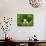 Three Easter Eggs in Grass-null-Framed Stretched Canvas displayed on a wall