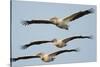 Three Eastern White Pelicans (Pelecanus Onolocratus) in Flight, Danube Delta, Romania, May 2009-Presti-Stretched Canvas