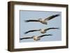 Three Eastern White Pelicans (Pelecanus Onolocratus) in Flight, Danube Delta, Romania, May 2009-Presti-Framed Photographic Print