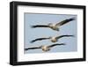 Three Eastern White Pelicans (Pelecanus Onolocratus) in Flight, Danube Delta, Romania, May 2009-Presti-Framed Photographic Print