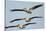 Three Eastern White Pelicans (Pelecanus Onolocratus) in Flight, Danube Delta, Romania, May 2009-Presti-Stretched Canvas