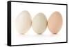 Three Eggs on White Background-Matt Freedman-Framed Stretched Canvas