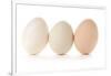 Three Eggs on White Background-Matt Freedman-Framed Photographic Print