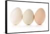 Three Eggs on White Background-Matt Freedman-Framed Stretched Canvas