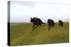 Three Einiosaurus Dinosaurs Walking across a Grassy Field-null-Stretched Canvas