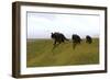 Three Einiosaurus Dinosaurs Walking across a Grassy Field-null-Framed Art Print