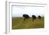 Three Einiosaurus Dinosaurs Walking across a Grassy Field-null-Framed Art Print