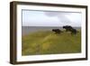 Three Einiosaurus Dinosaurs Walking across a Grassy Field-null-Framed Art Print