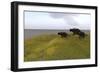 Three Einiosaurus Dinosaurs Walking across a Grassy Field-null-Framed Art Print