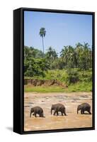 Three Elephants in the Maha Oya River at Pinnawala Elephant Orphanage Near Kegalle-Matthew Williams-Ellis-Framed Stretched Canvas